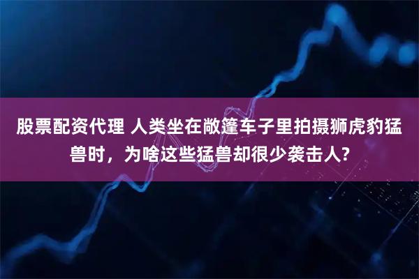 股票配资代理 人类坐在敞篷车子里拍摄狮虎豹猛兽时，为啥这些猛兽却很少袭击人?
